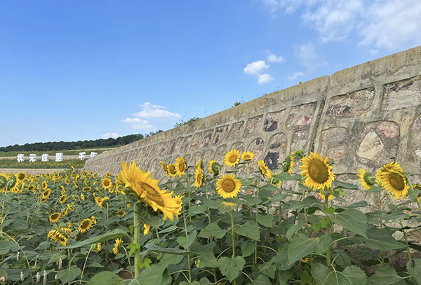 梯田向日葵花海.jpg