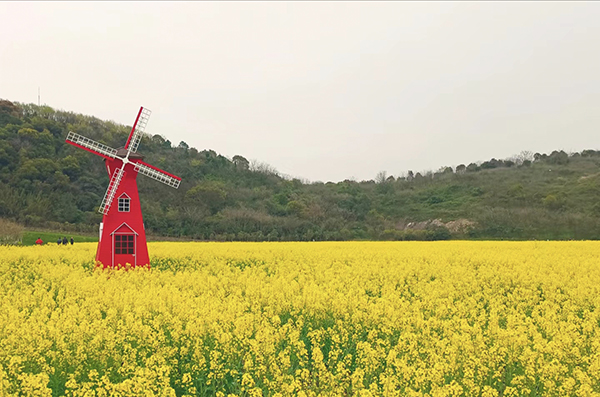 油菜花风车一景.jpg