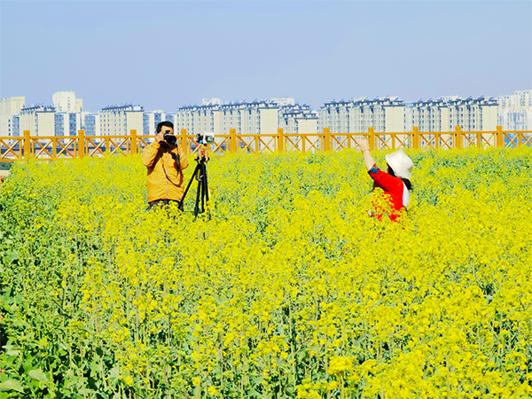 油菜花海网红打卡点.png