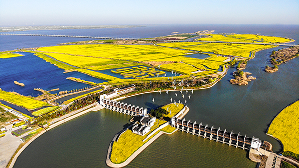 图片4、高邮湖上花海鸟瞰图.jpg