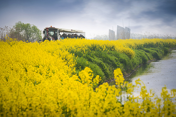 图片5、乘小火车观赏油菜花.jpg