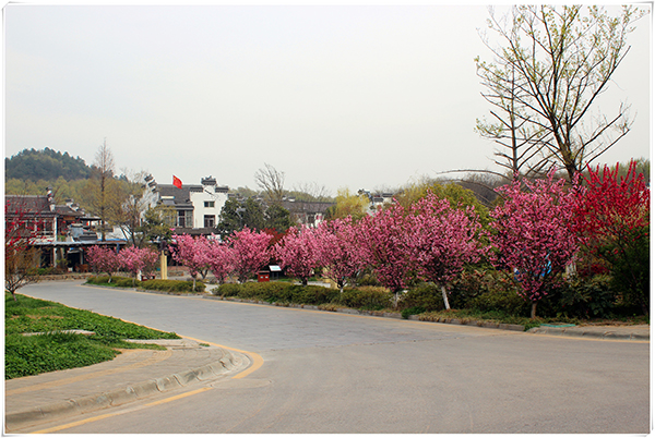 海棠花路.jpg