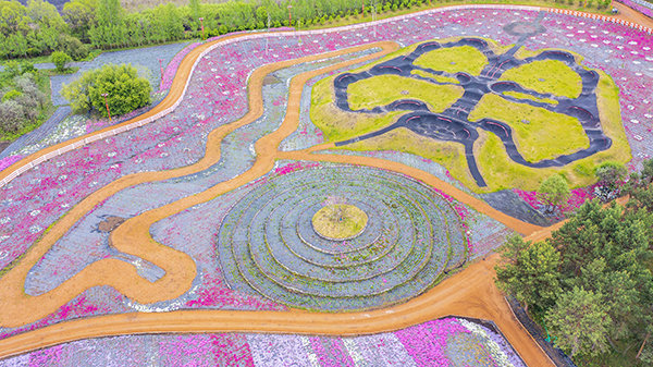 芝樱花海 (1).jpg