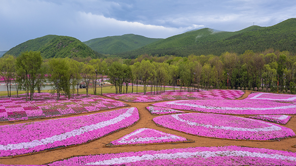 芝樱花海10.jpg