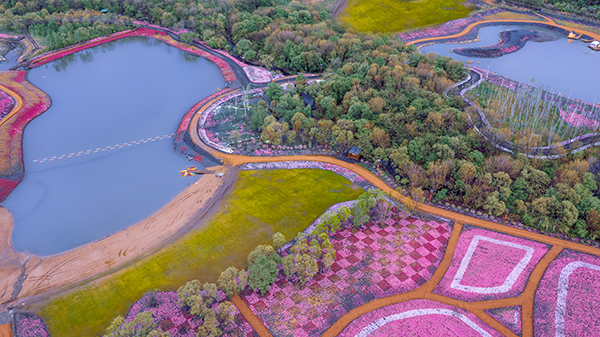 芝樱花海11.jpg