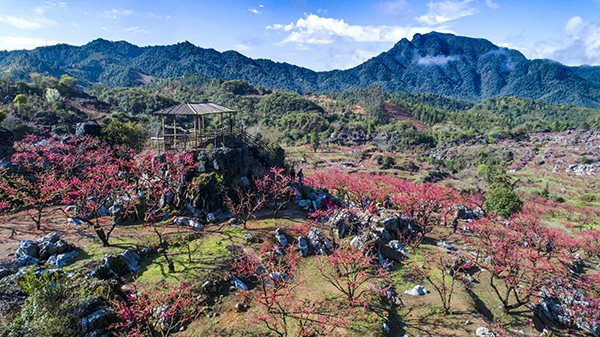 图片2：上坪镇桃花山 .jpg
