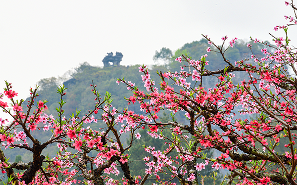图片5：上坪镇桃花山 .png