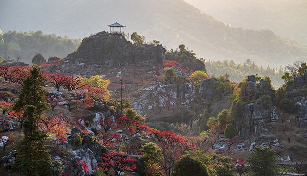 图片6：上坪镇桃花山 .jpg