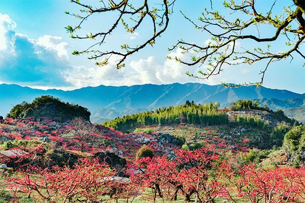 图片7：上坪镇桃花山 .png