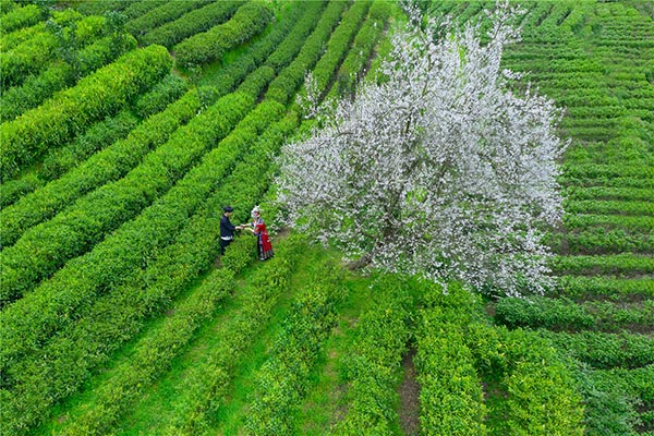 图片4吉首市马劲坳镇隘口村司马茶居-茶与花.jpg