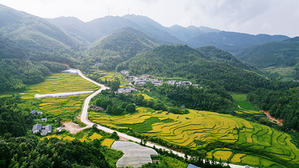 2.二等奖《项山梯田项山糯》--韩德雄--项山乡福中村--2023.8.20--15970117722 - 副本.jpg