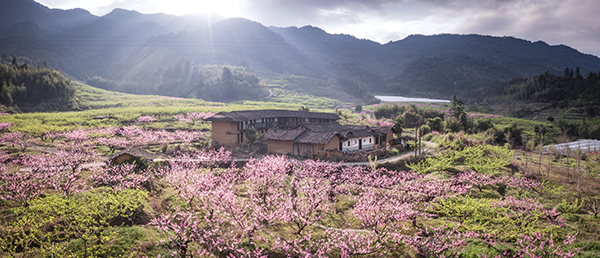 图片1：福建省龙岩市新罗区岩山镇山前村十里桃花林.jpg