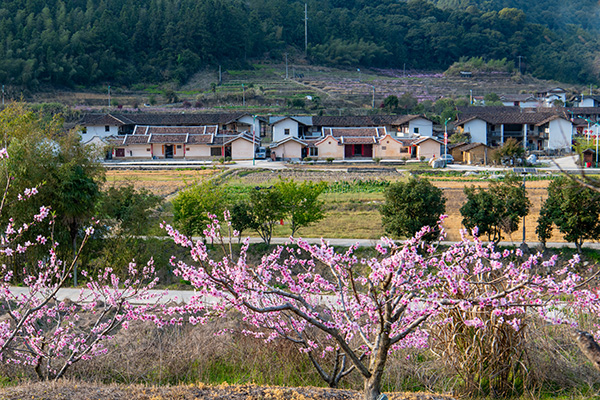 图片2：福建省龙岩市新罗区岩山镇山前桃花村.jpg