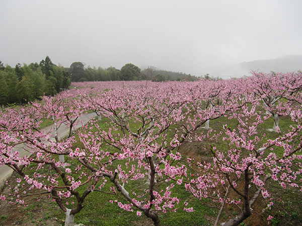 图片4：福建省龙岩市新罗区岩山镇山前村三月赏桃花.jpg
