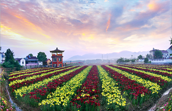 图片3：梦思康百合庄园百合花.jpg