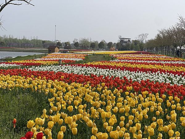 郁金香花海.jpg