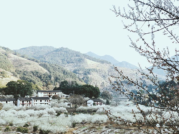 漫山白”雪“覆盖.jpg
