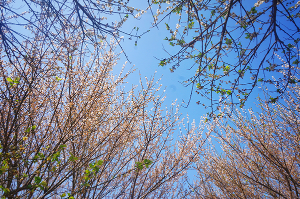 青梅花（1）.jpg