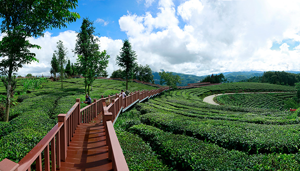 万亩茶园种植旅游路线5.jpg