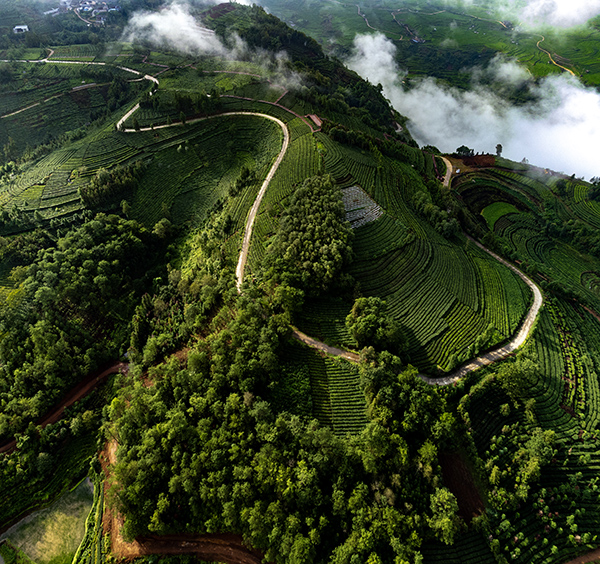 万亩茶园种植旅游路线1.jpg