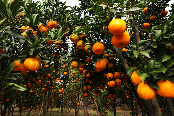 2.柑橘采收.jpg