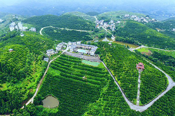 23.三峡橘海-航拍 .jpg