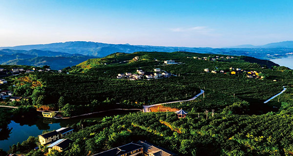 24.三峡橘海-航拍 .jpg