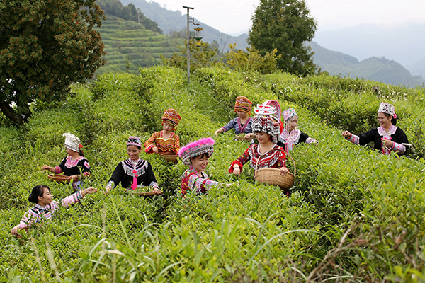 西林县九龙山观光茶园-茶农采茶.jpg