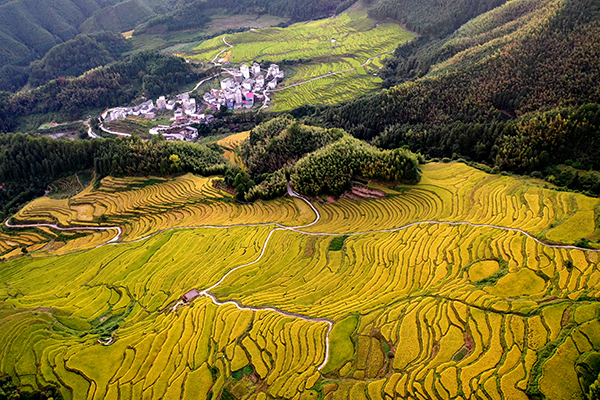 图片16：金秋梯田全景.JPG
