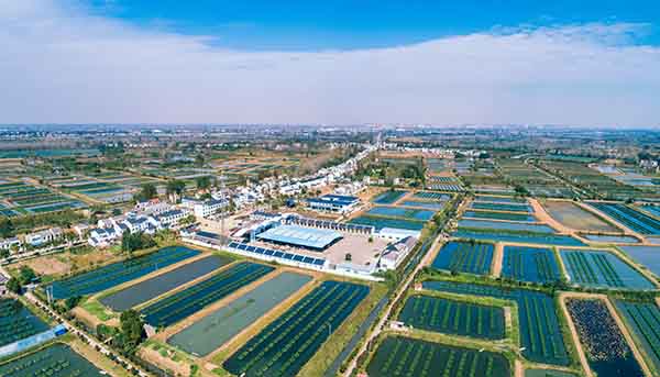 1先锋村黄鳝养殖基地鸟瞰图.jpg