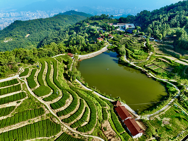 茶园风光.jpg
