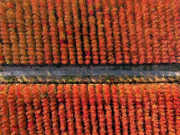 秋季景色.JPG