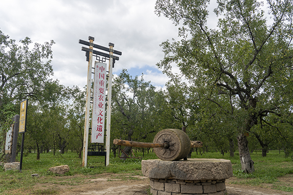 板枣公园.jpg