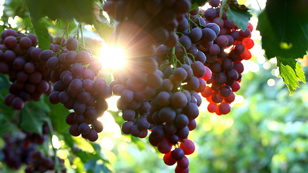 图片83-13：八十三团沙山红提葡萄熟了 王国洪摄影.jpg