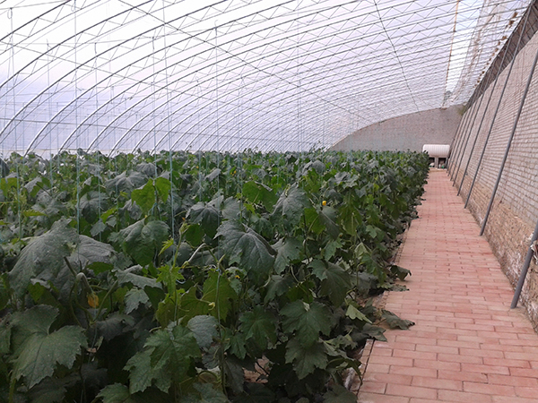 4.种植基地（2）.jpg