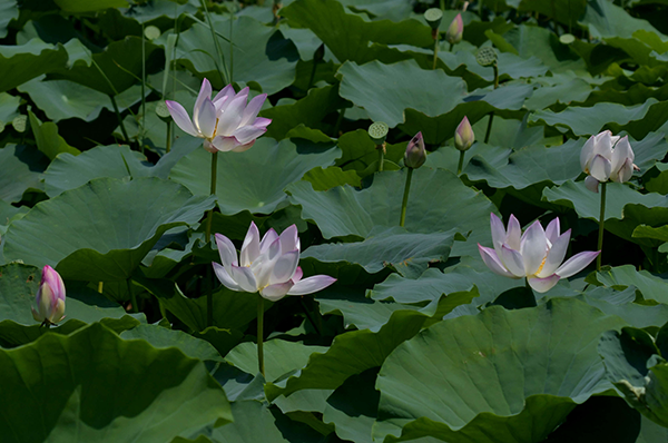 荷花体验区3.png