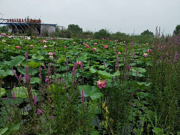艺美莲香水莲花卉基地.png