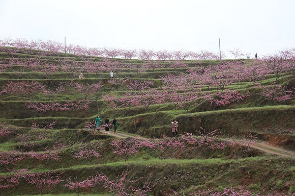 （精品路线1）桃李基地坡脚.JPG