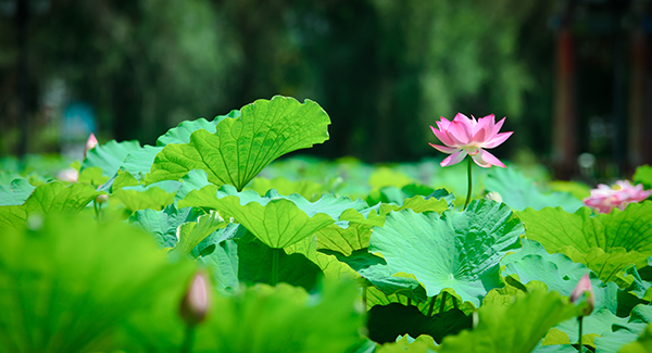 招堤荷花 (3).JPG