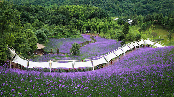 4花溪谷花海行廊.jpg