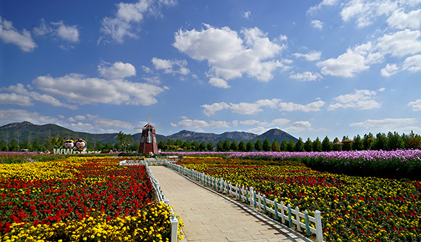 线路1精品点1：山东省莒县嗡嗡乐园蜜源植物花海：园内种植多种可观光蜜源植物，让游客花海世界中畅游。.jpg