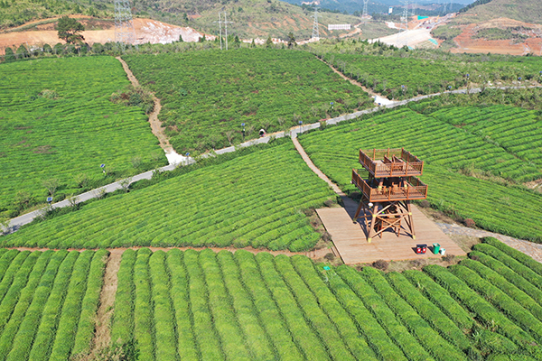 茶园观景台.jpg