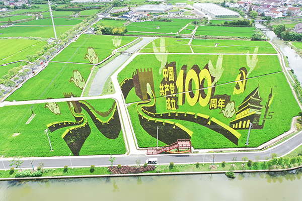 图片3：七彩水稻田画.JPG
