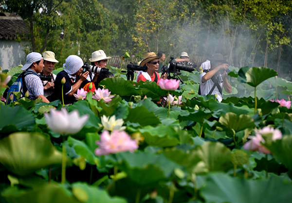 采风荷花节.jpg