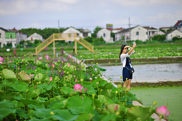 荷花基地.JPG