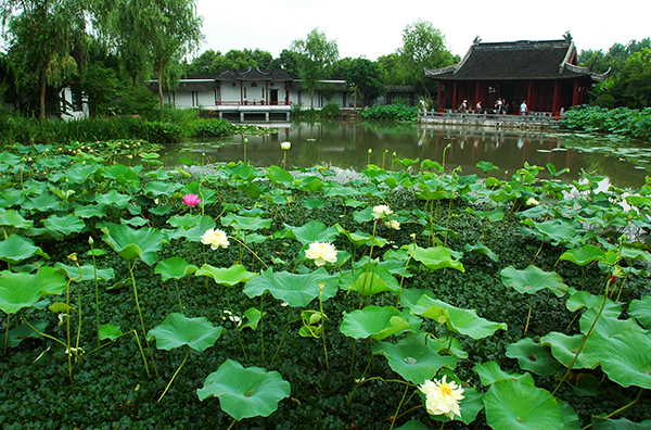 美丽荷塘.jpg