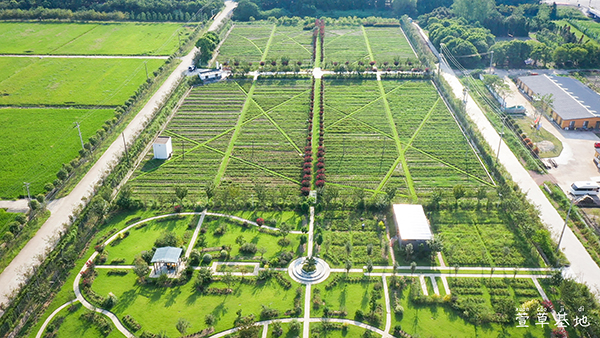 萱草基地 ·.jpg