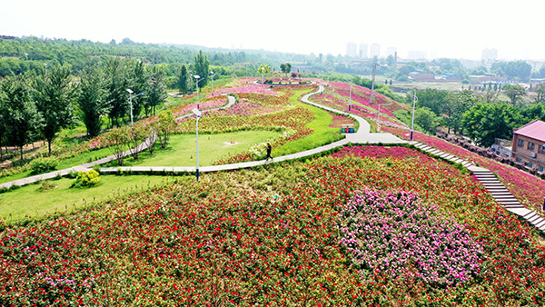 月季花海 (2).jpg