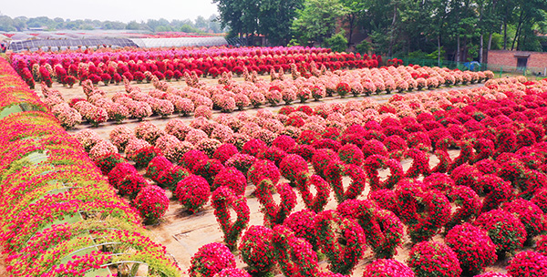 月季花海 (3).jpg