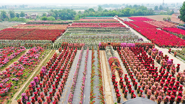 月季花海.jpg